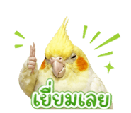 842704945
