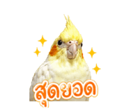 842704954
