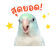 842706655