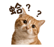 842707946