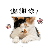 842716049
