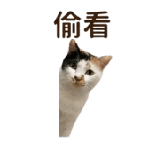 842716055