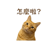842717774