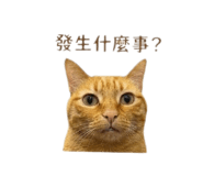 842717781