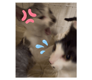 842724413
