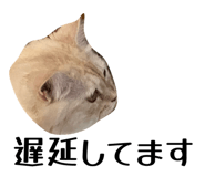 842725283