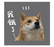 842726505