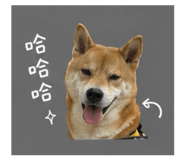 842726518