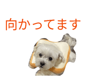 842727033