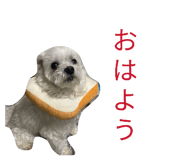 842727036