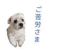 842727037