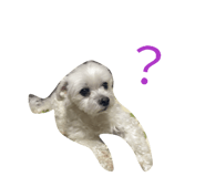 842727038
