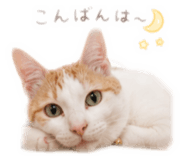 842728635