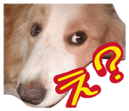 842735481