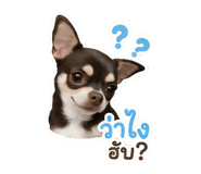 842741538