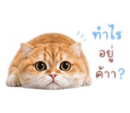 842750104