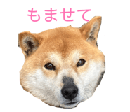 842755046