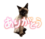 842766588