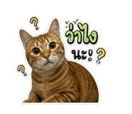 842770511