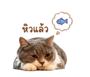 842771753