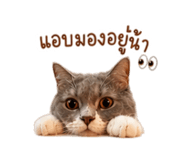 842771755