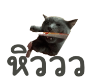 842772954