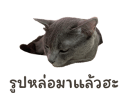 842772958