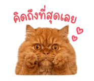 842773507