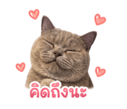 842773817
