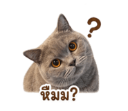 842773823