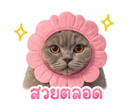 842773827