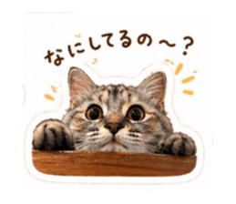 842774381