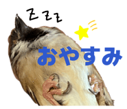 842774941