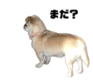 842791433