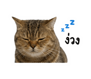 842797036
