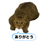 842800152