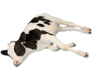 842815041