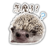 842838621