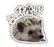 842838636