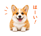 842843341