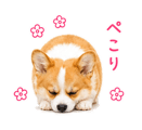 842843342