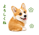 842843345