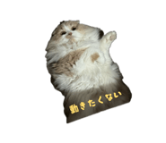 842850697