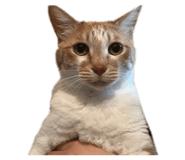 842851137