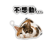 842856542