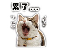 842856543