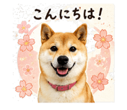 842864938