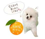 842867727