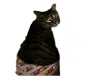 842873099