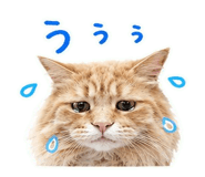842875525